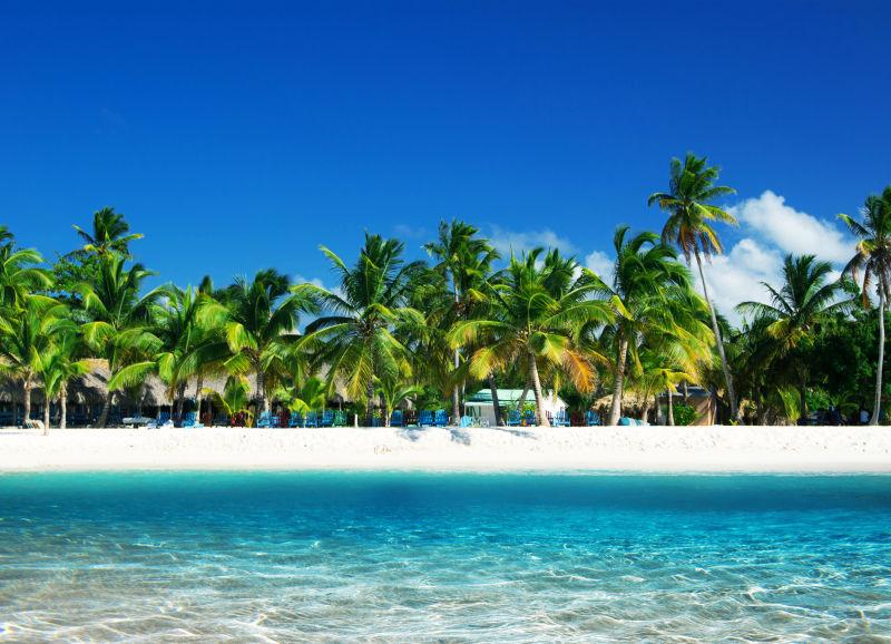 热带沙滩棕榈树