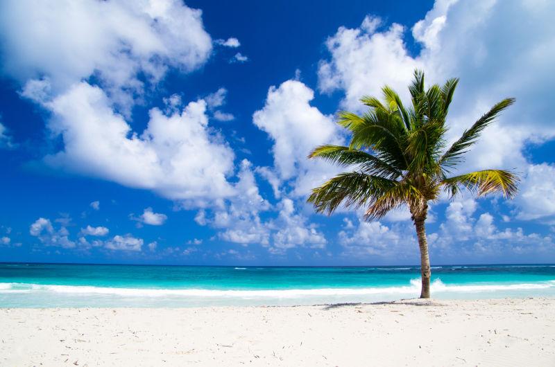 热带棕榈树在白色沙滩上