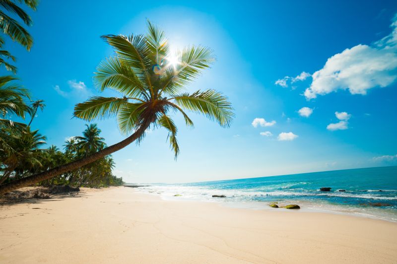风景如画的沙滩上有棕榈树