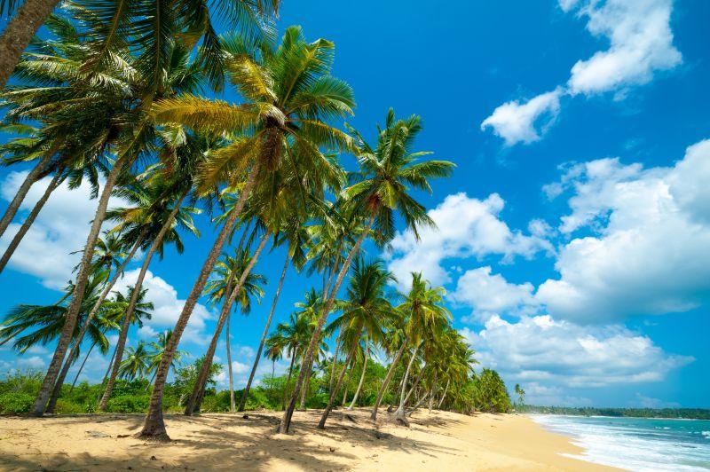 热带海滩上一排棕榈树