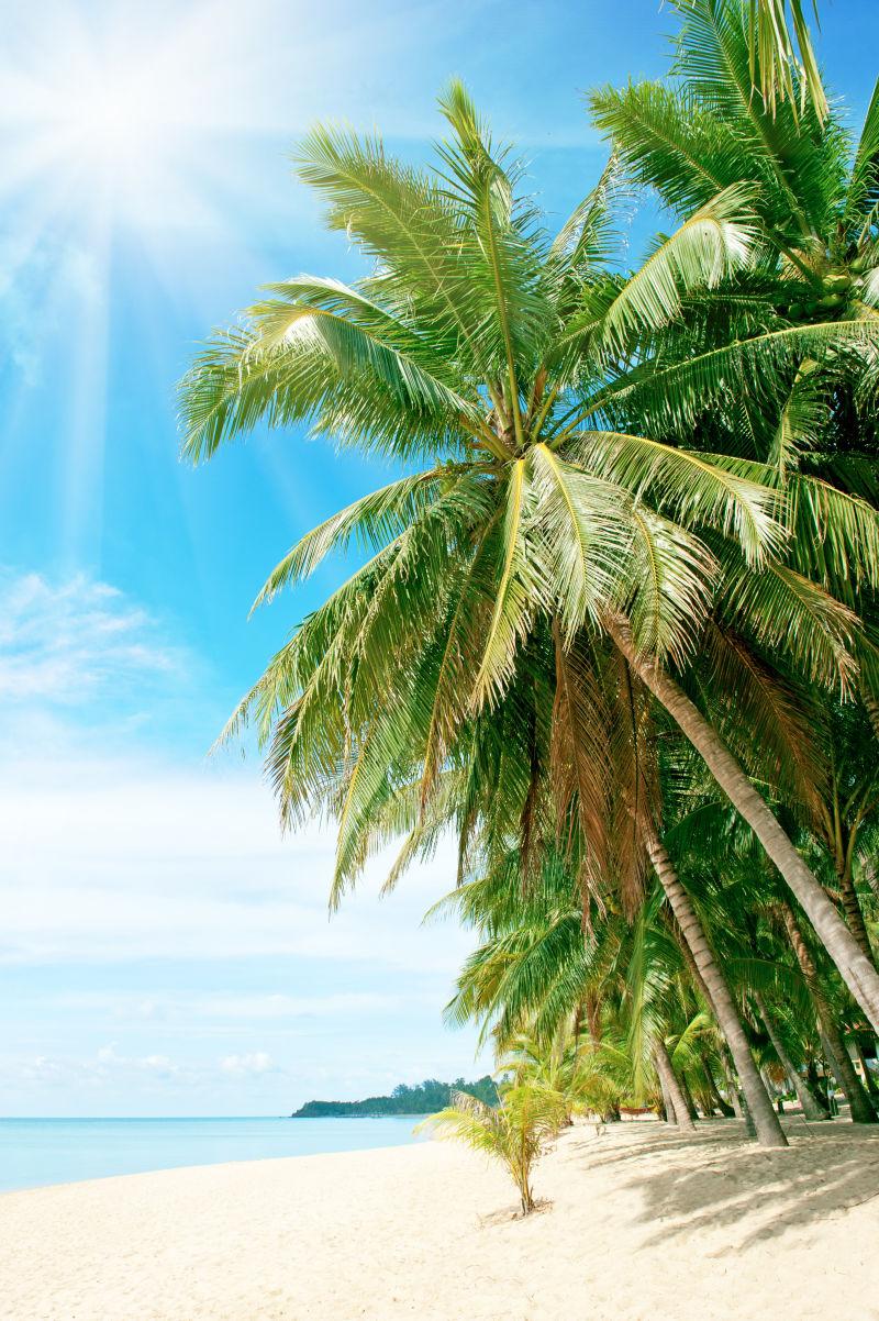 沙滩上的棕榈树海滩