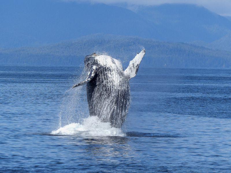 海洋中鲸鱼愉快的跳跃