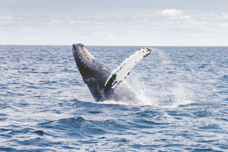 大海中跳跃的鲸鱼