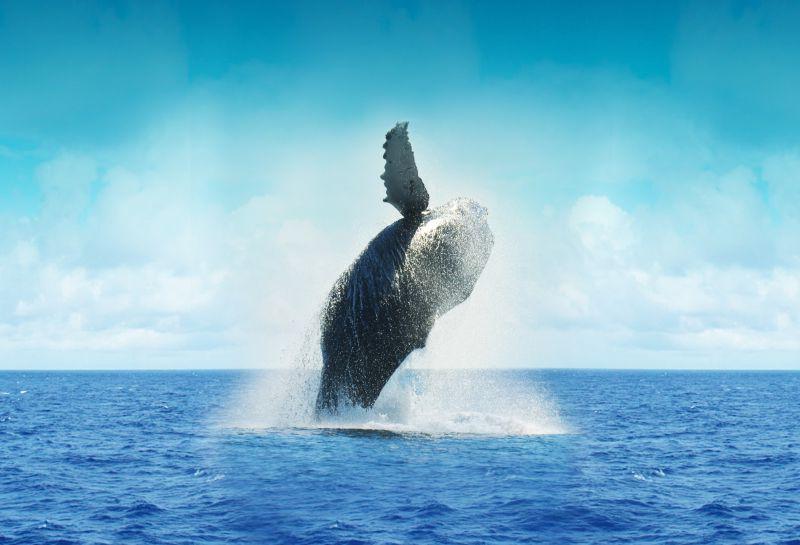 海洋中跳跃的鲸鱼