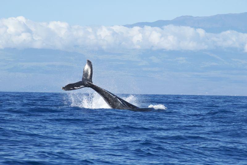 海洋中驼背鲸的尾巴