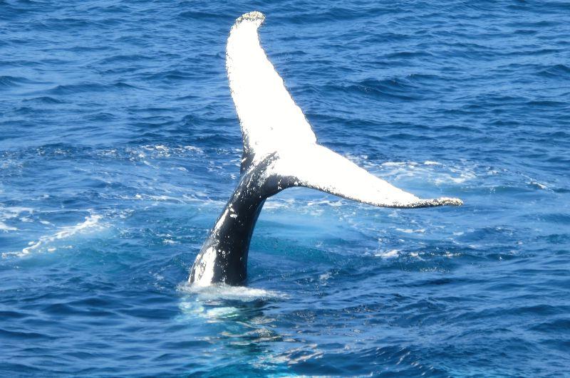 大海中一个鲸鱼的尾巴