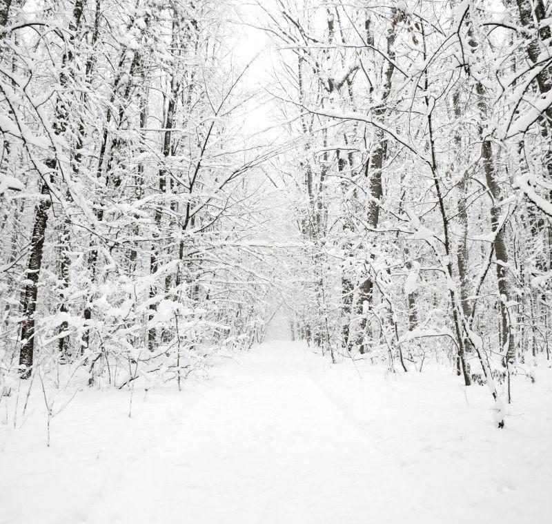 冰雪过后的森林