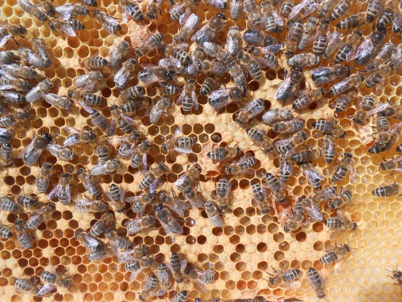 蜂巢和蜜蜂