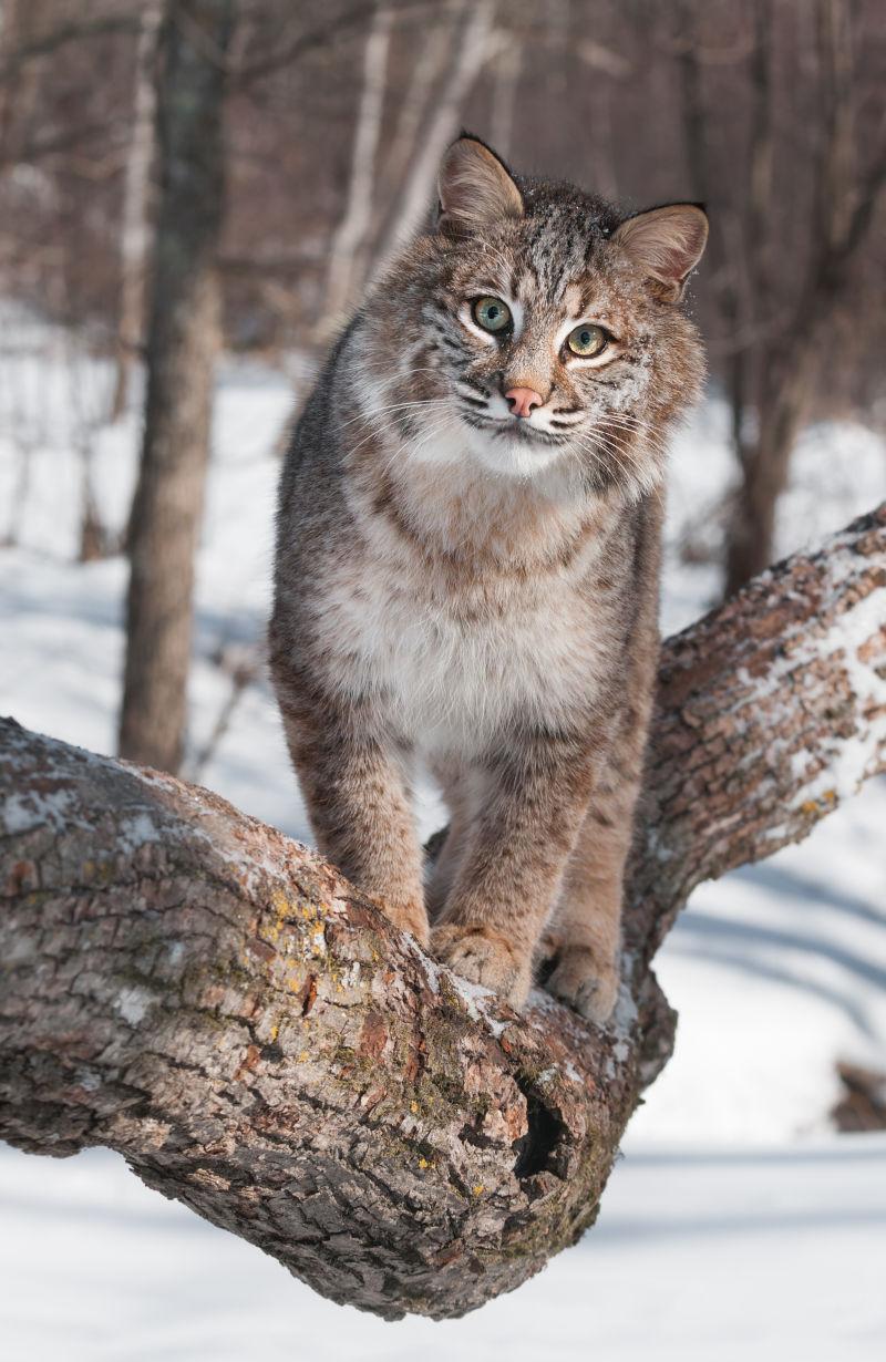 冬天雪地枯木枝头的赤猞猁