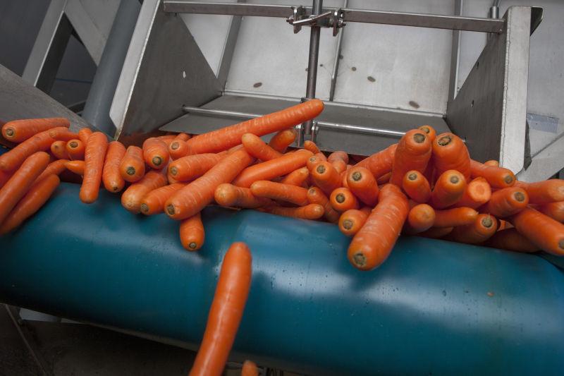 正在加工胡萝卜的机器