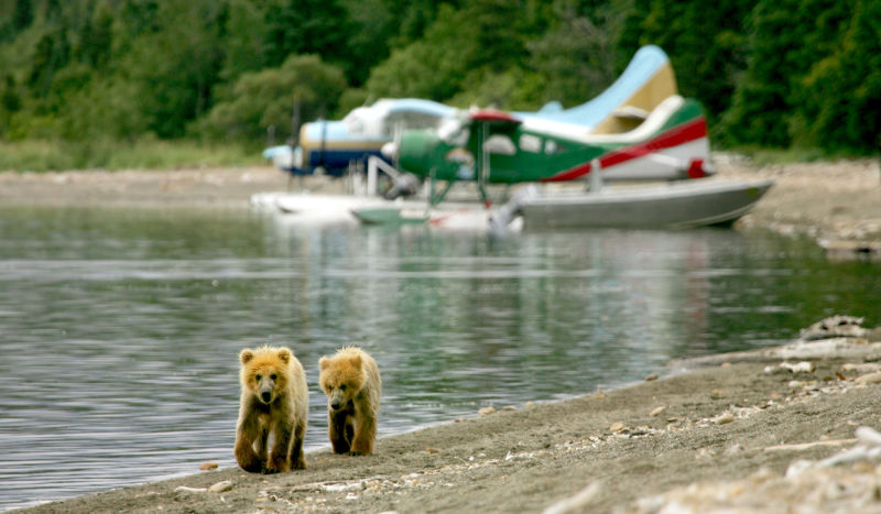 水上飞机与两头熊