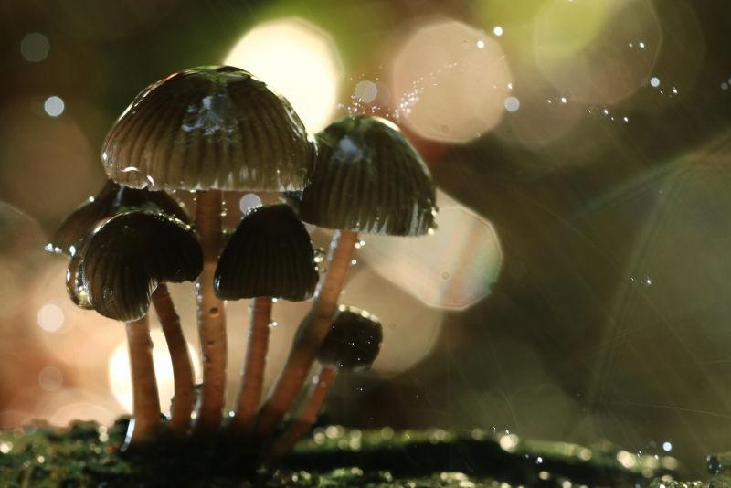 森林中有毒蘑菇