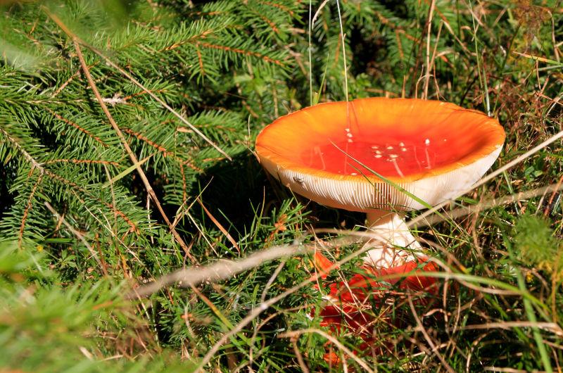 一颗红毒蘑菇