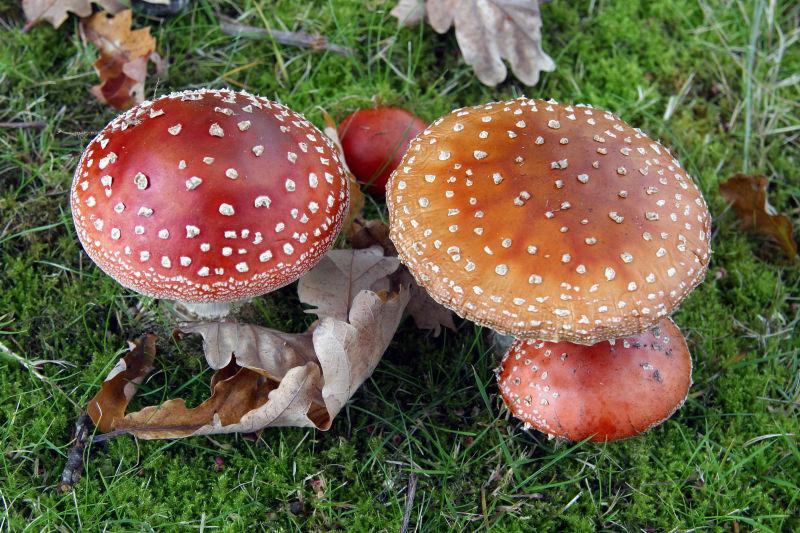 红草地上的毒蘑菇