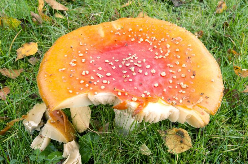一颗粉色毒蘑菇
