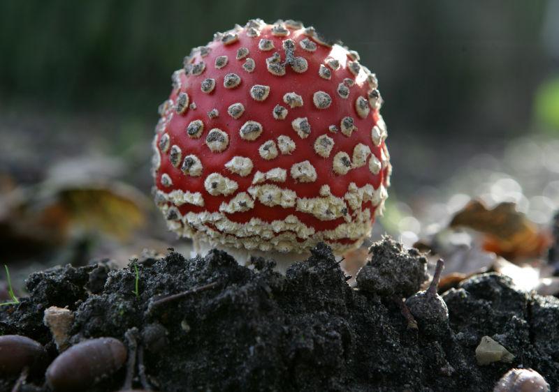 土堆上的红毒蘑菇
