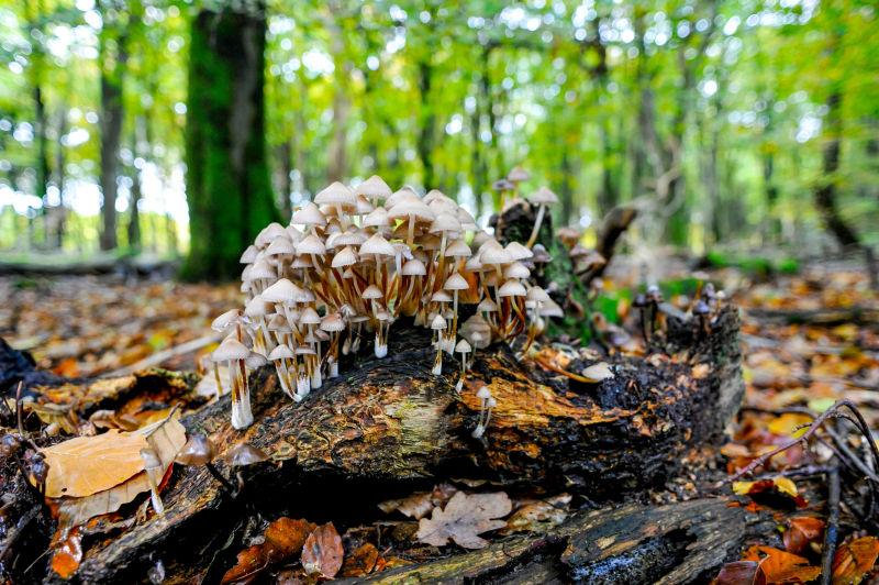 森林腐朽树干上生长白蘑菇