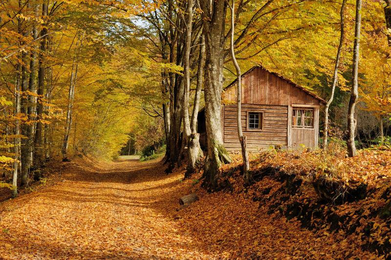 秋季森林中的小木屋