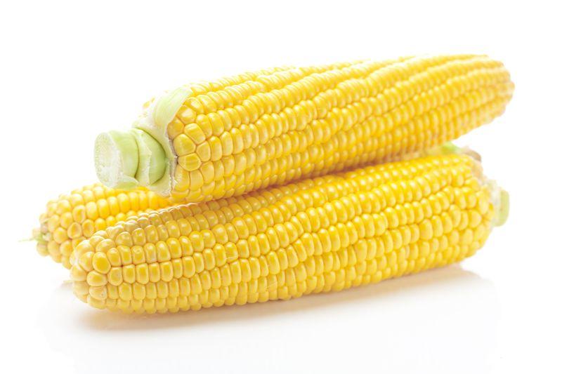 白色背景中上成熟的黄色玉米