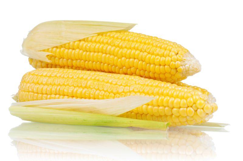 白色背景上新鲜的玉米