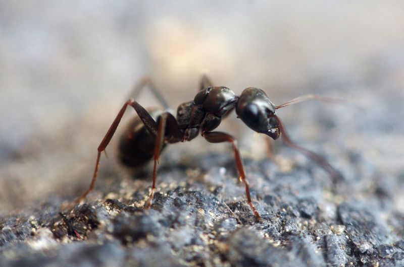 一只蚂蚁上路了