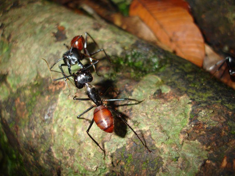 枯树上的两只蚂蚁