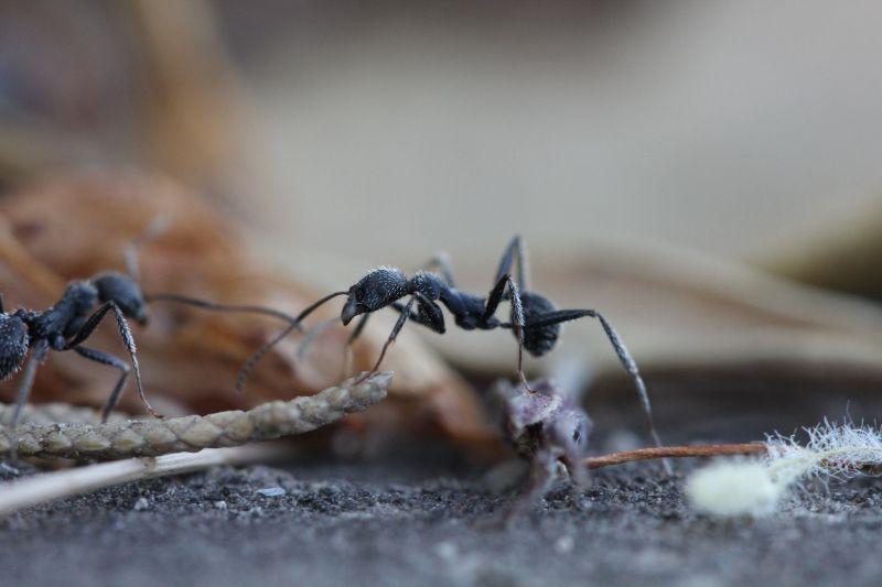 地上的大蚂蚁