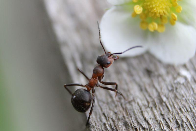 树上的一只蚂蚁