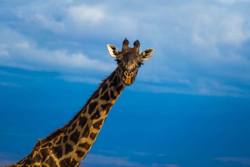 蓝色天空的背景长颈鹿