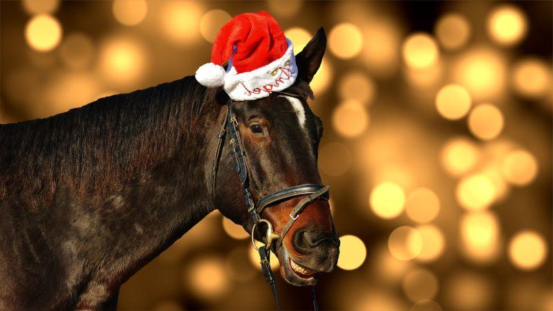 戴着圣诞帽的棕色的马