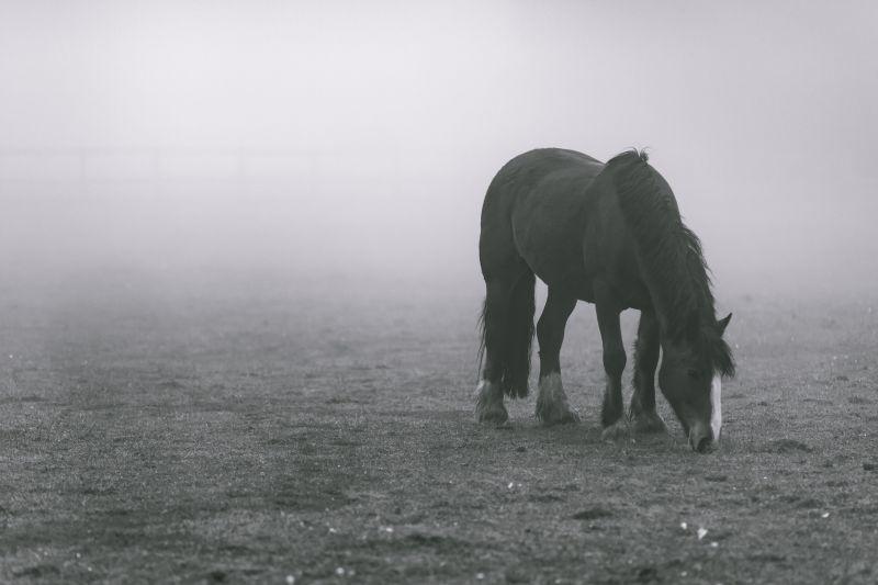 雾中牧场里的马