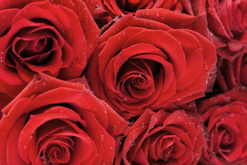 代表爱情的红玫瑰
