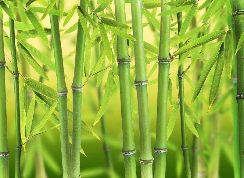 小绿竹