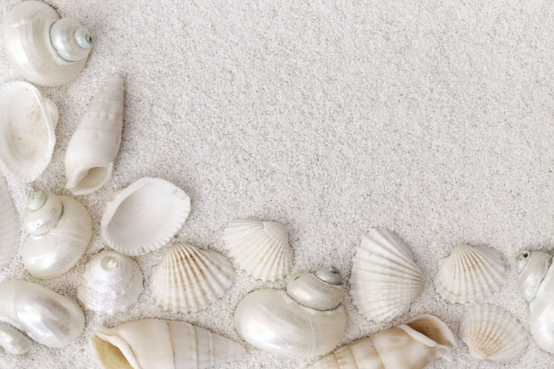 沙滩上的很多白色贝壳