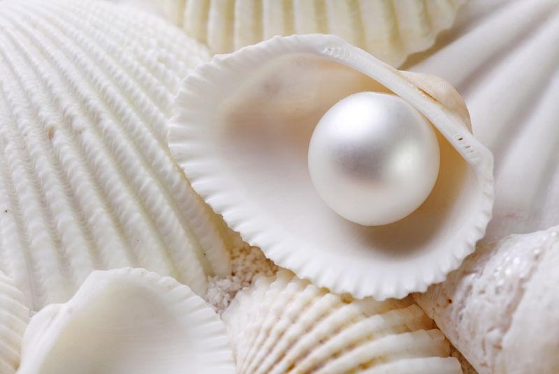 白色贝壳的珍珠