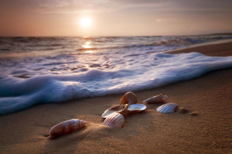 日落时分躺在海滩沙子上的贝壳