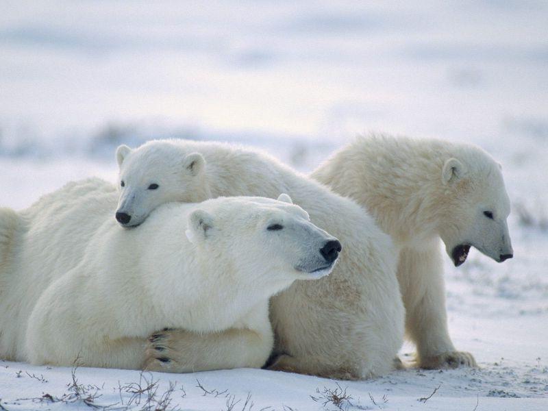 雪地里正在休息的北极熊