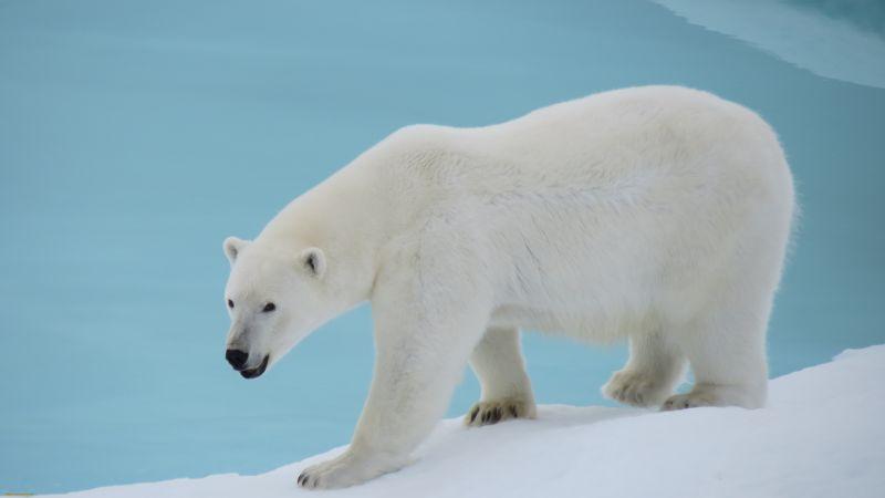 一个在浮冰上的北极熊
