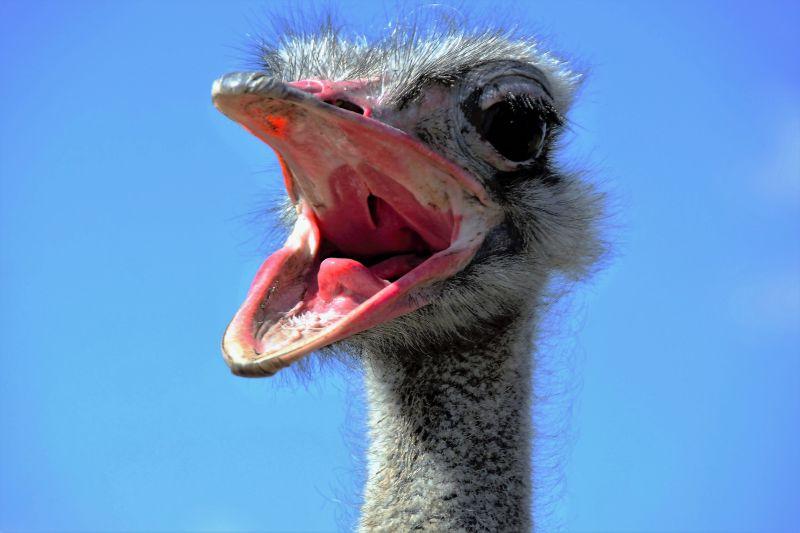 滑稽尖叫的非洲鸵鸟