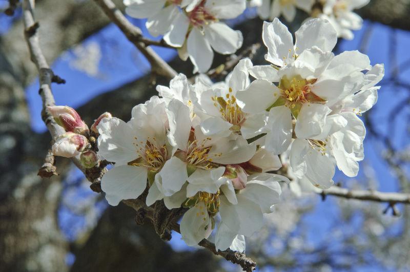 春天杏树的花
