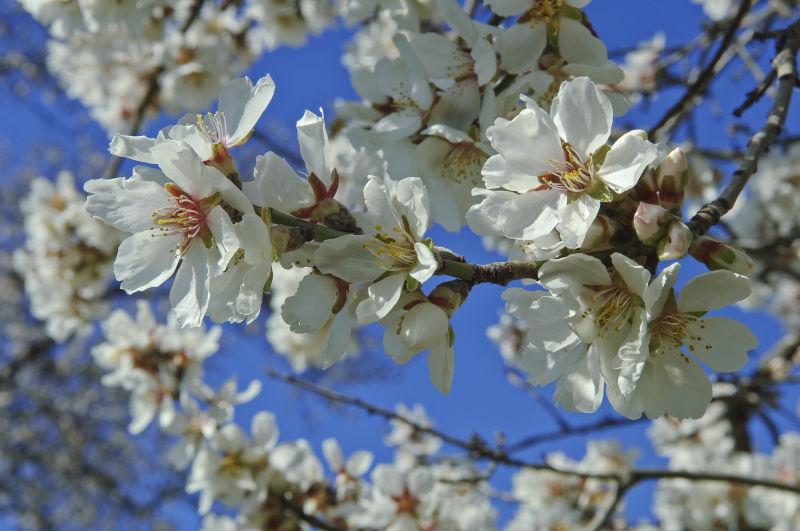 杏树的春天的花