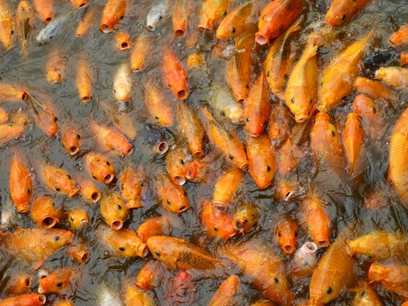 池塘水面上饥饿的金鱼群
