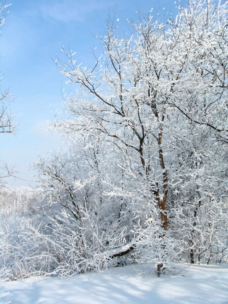 俄罗斯的雪后