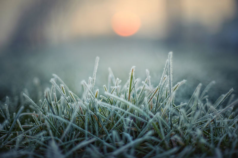 雪与小草