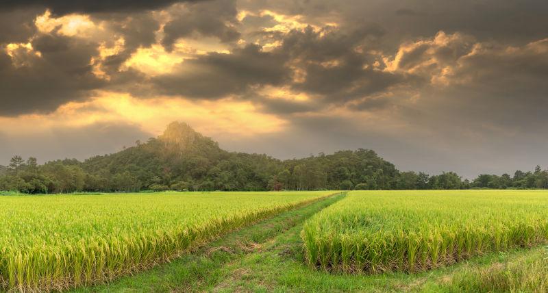 透过云层的阳光下的稻田