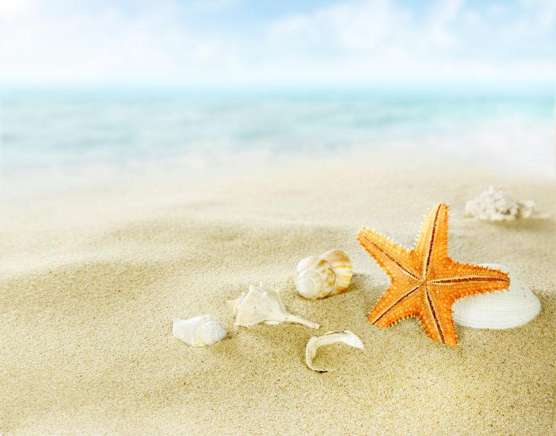 沙滩上有海星和贝壳