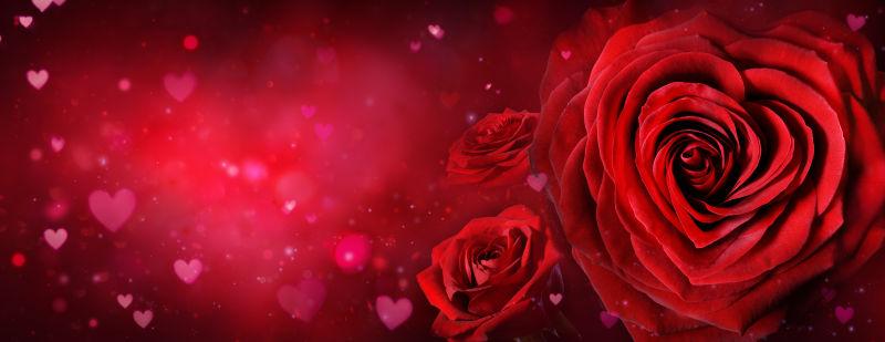 红色玫瑰花情人节