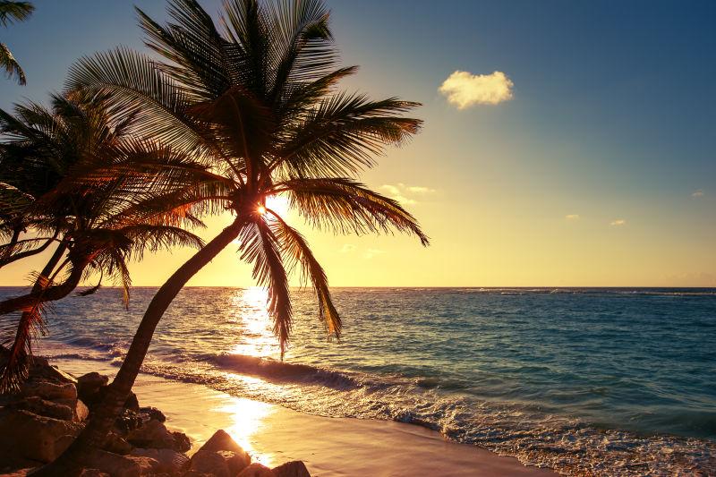 日出时热带海滩上的棕榈树