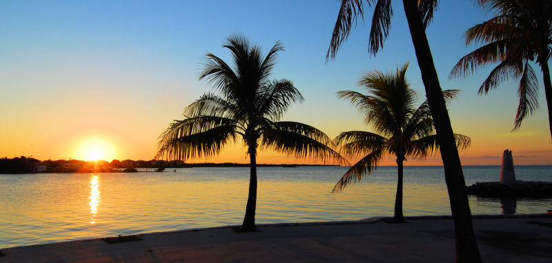 黄昏下海岛上的棕榈树