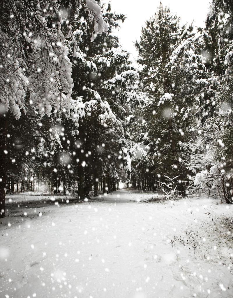 冬日美丽的森林雪景